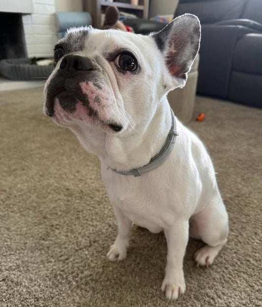 HaloCollar Prevents Fleas and Ticks Before They Start