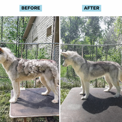 Perspa All-Grooming Kit